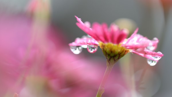Flower Macro Drops Blur Wallpaper