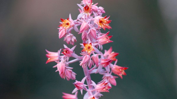 Flower Macro Pink wallpaper