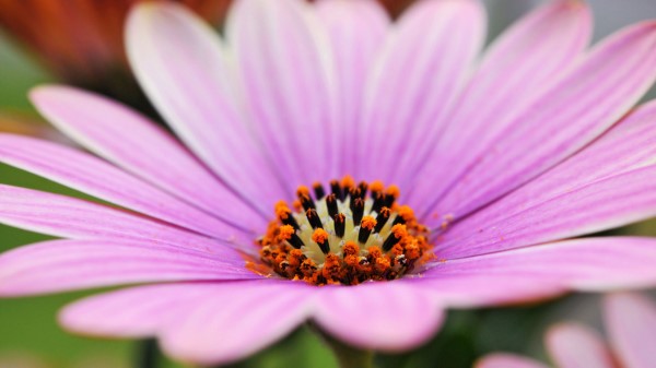 Flower Petals Lines Macr Wallpaper