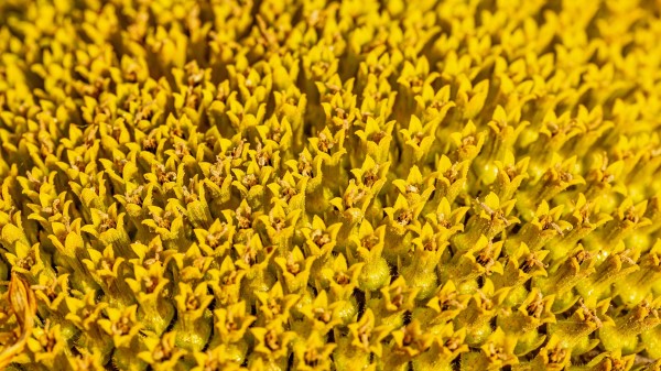 Flower Pollen Macro Wallpaper