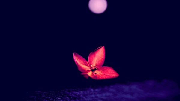 Flower Red Dark wallpaper