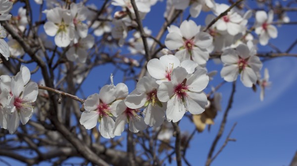 Flowers Blossoming Almond Tree Spring wallpaper