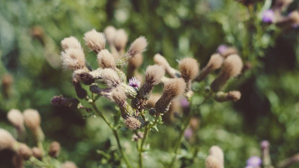 Flowers Plant Blur Wallpaper