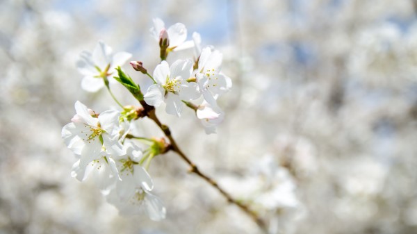 Flowers Spring Bloom Branch Wallpaper