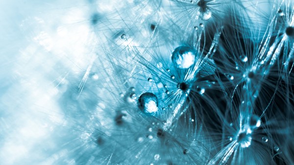 Fluff Macro Drops Wallpaper