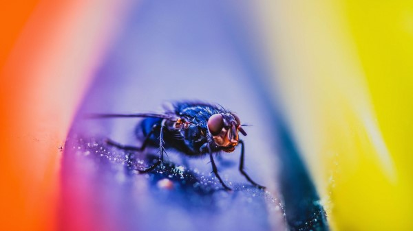 Fly Insect Macro Photography wallpaper