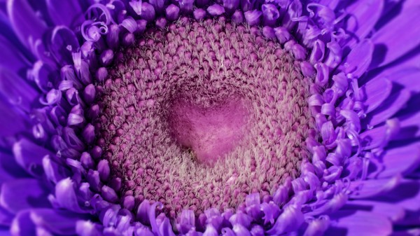 Gerbera Heart Violet Wallpaper