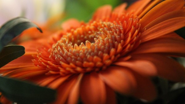 Gerbera Orange Petals wallpaper