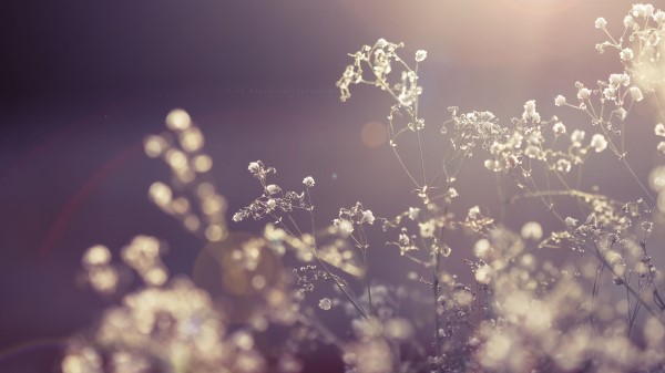 Grass Branch Plants Backgroun wallpaper