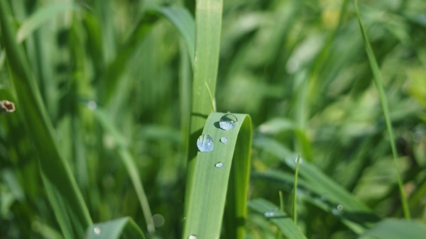 Grass Dew Close U Wallpaper