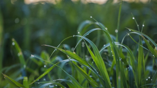 Grass Drops Dew Photography Wallpaper