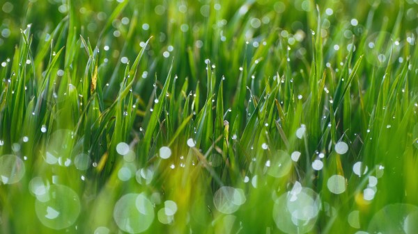 Grass Drops Glare wallpaper