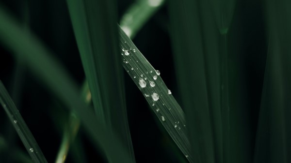 Grass Macro Drops Photography Wallpaper