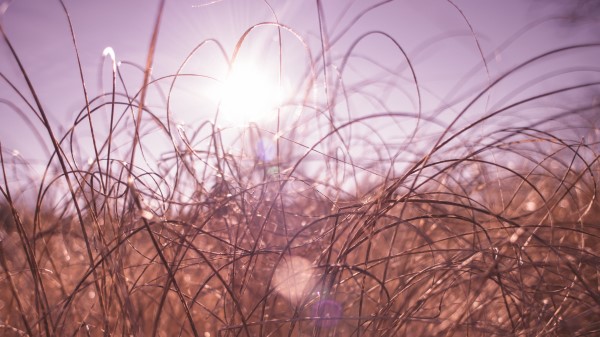 Grass Macro Sunlight Wallpaper