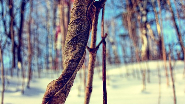 Grass Snow Branch Dry Winte wallpaper