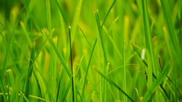 Grass Summer Nature Close U Wallpaper