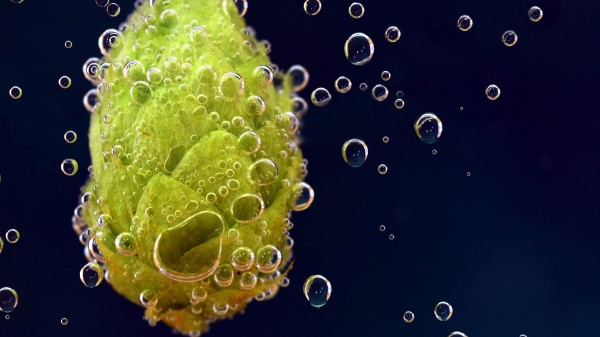 Hops Drops Closeup wallpaper