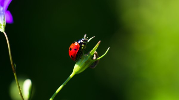 Ladybug Insect Red wallpaper