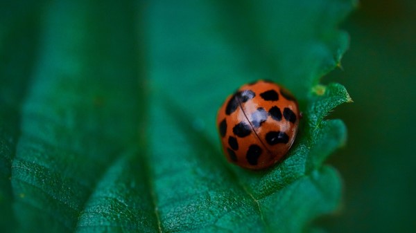 Ladybug Leaf Macro Photography Wallpaper