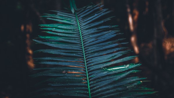 Leaf Branch Plant wallpaper