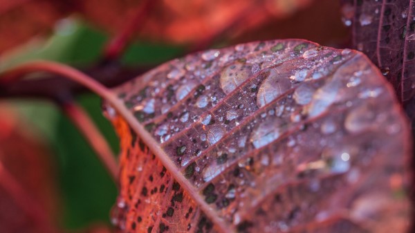 Leaf Drops Dew Branch wallpaper