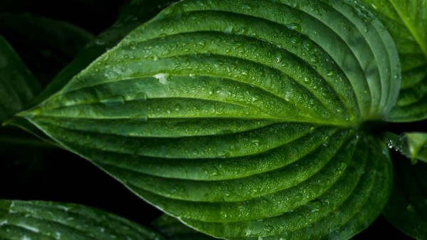 Leaf Drops Surface Photography wallpaper