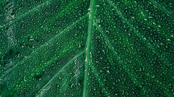 Leaf Drops Surface wallpaper