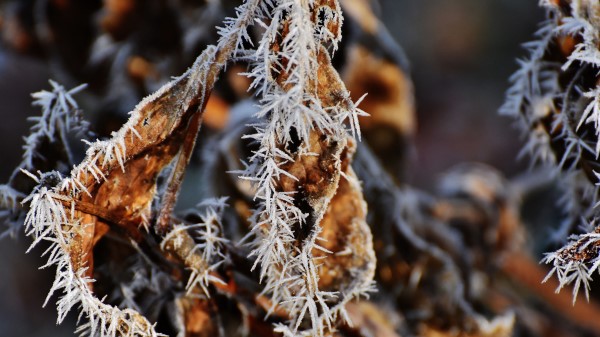 Leaf Frost Cold Dry wallpaper