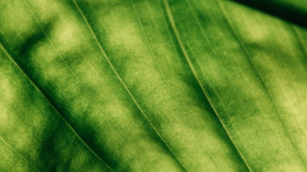 Leaf Surface Macro wallpaper