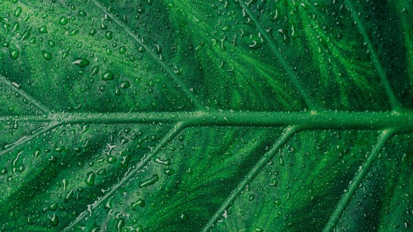 Leaf Veins Drops Macro Wallpaper