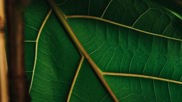 Leaf Veins Green Wallpaper