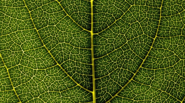 Leaf Veins Macro Photography wallpaper