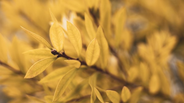 Leaves Branch Blur wallpaper