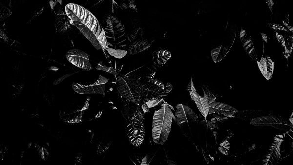 Leaves Bw Dark wallpaper