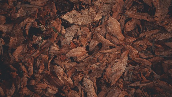 Leaves Dry Brown wallpaper