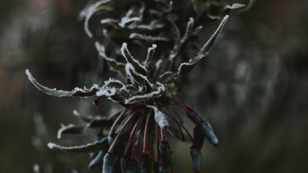 Leaves Ice Macro wallpaper