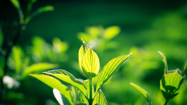 Leaves Macro Plan Wallpaper