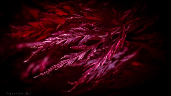 Leaves Macro Red wallpaper