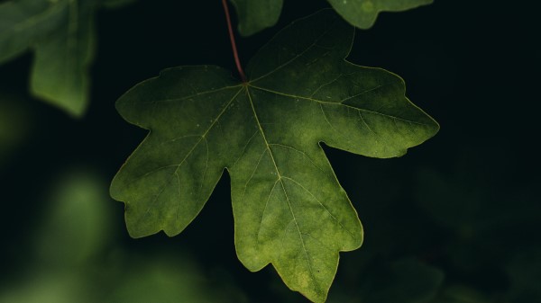 Leaves Macro Veins Photography Wallpaper