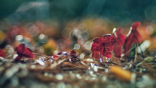 Leaves Needles Macro wallpaper