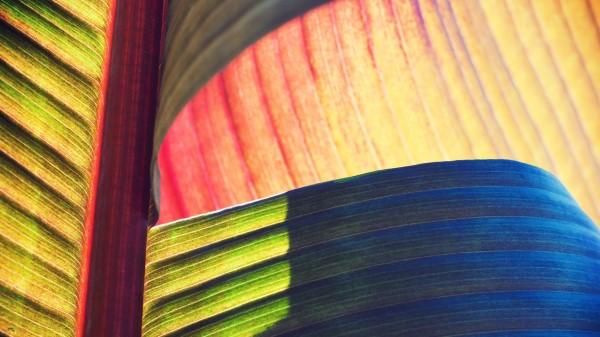 Leaves Veins Macro Photography wallpaper