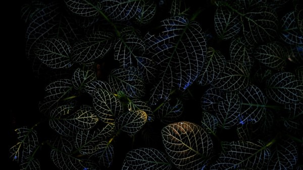 Leaves Veins Macro wallpaper