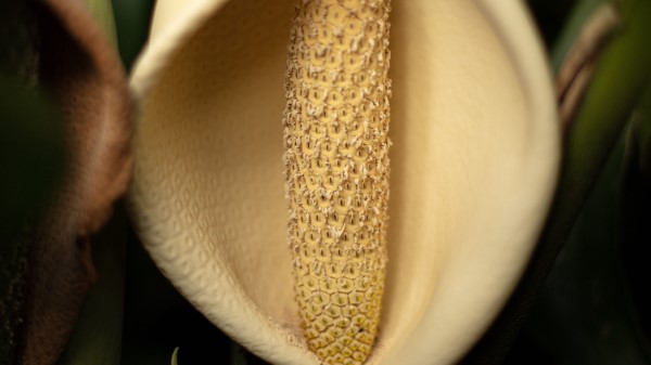 Lily Flower White wallpaper