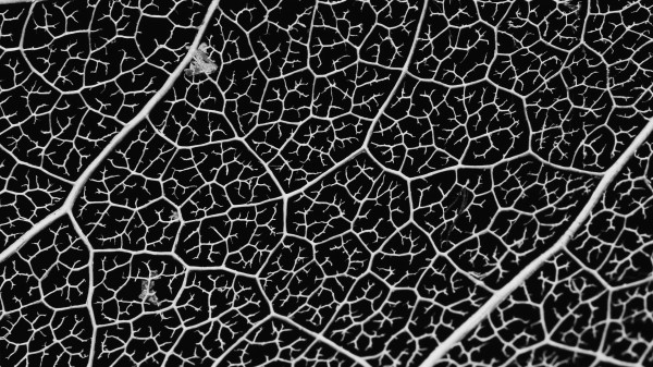 Macro Veins Leaf Wallpaper