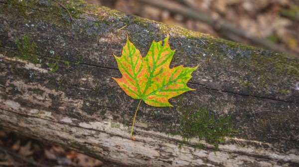Maple Leaf Macro wallpaper