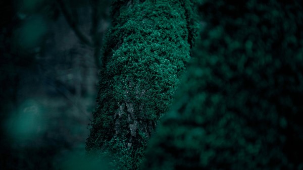 Moss Vegetation Leaves wallpaper