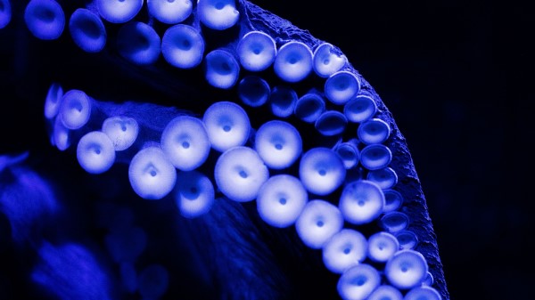 Octopus Tentacles Suckers wallpaper