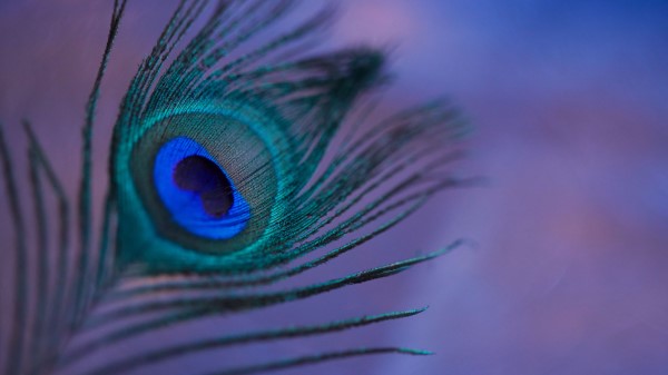 Peacock Feather Feather Colorful wallpaper