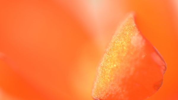 Petal Macro Orange wallpaper