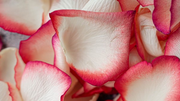 Petals Rose Macro Photography wallpaper